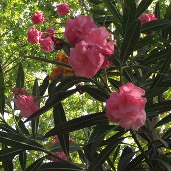Parco Villa Borghese - Beautiful flowers throughout the park - Parks Near Me - Rome, RM
