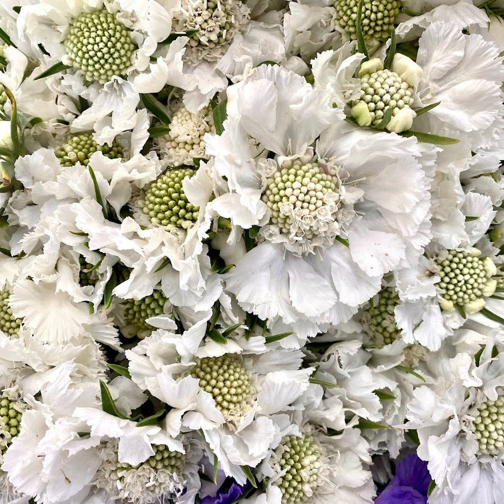 Toshi Flowers Watsonville Fl Best Flower Site