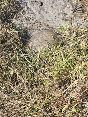 Weedon Island Preserve by null