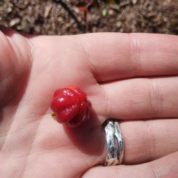The Fruit Nerd - a person's hand holding a ripe fruit - Landscaping Near Me The Fruit Nerd - a person's hand holding a ripe fruit - Landscaping Near Me