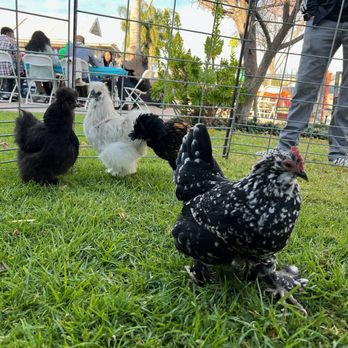 Party Ponies And Pets - Kids Activities Near Me - Pinon Hills , California Party Ponies And Pets - Kids Activities Near Me - Pinon Hills , California