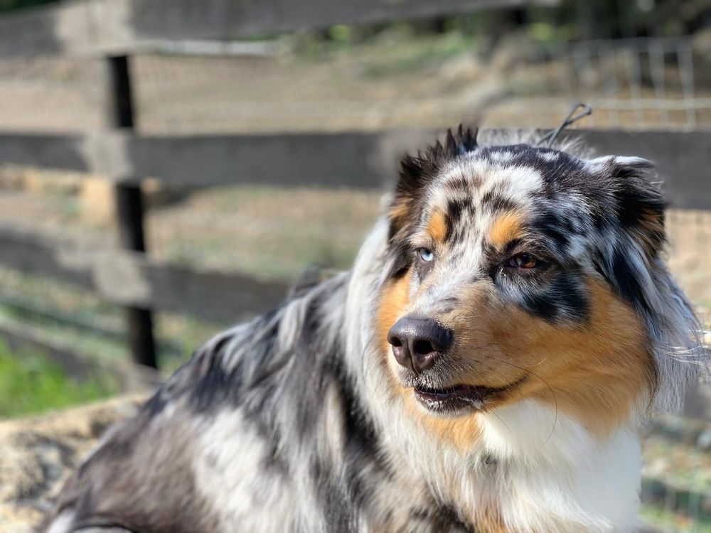 off leash k9 west coast