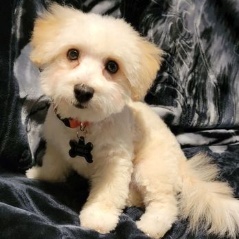 Dirty Dawgs Grooming - Pet Groomers Near Me - Concord, California
