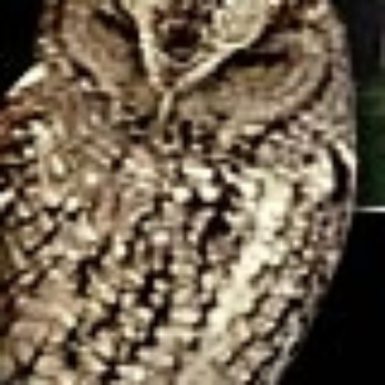 Owl Shack - Central Texas Screech Owl - Animal Shelters Near Me - Nacogdoches, Texas Owl Shack - Central Texas Screech Owl - Animal Shelters Near Me - Nacogdoches, Texas