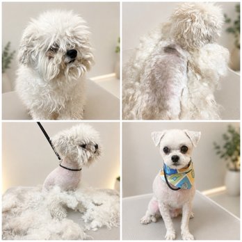 Puppy World - Before ~~~After - Pet Stores Near Me - Corona, California Puppy World - Before ~~~After - Pet Stores Near Me - Corona, California
