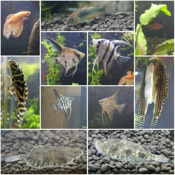 monster aquarium fish