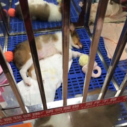 新海濤寵物店