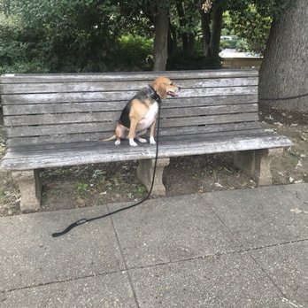 DC Dog Wizard - Pet Training Near Me - Washington, DC, District of Columbia DC Dog Wizard - Pet Training Near Me - Washington, DC, District of Columbia
