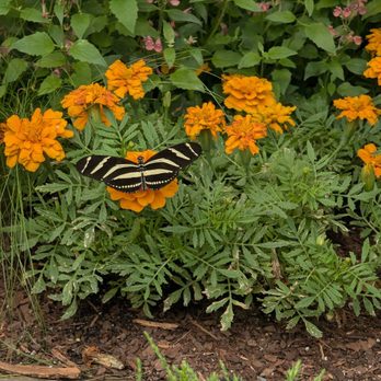 1. Butterfly Show at Krohn Conservatory
