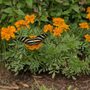 Photo of Butterfly Show at Krohn Conservatory
