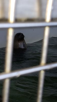 Seaside Aquarium by null