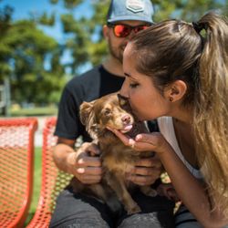 dog grooming scarborough