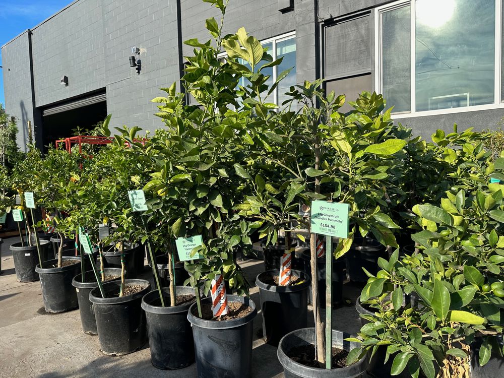 TERRA BELLA NURSERY 91 Photos 3535 Camino Del Rio W, San Diego