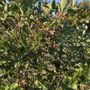 Photo of Blueberry Park
