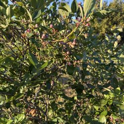 Blueberry Park