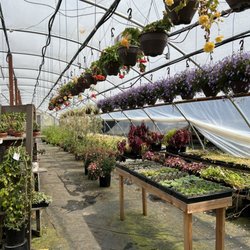 The Fuchsia Farm - This place has marvelous succulents, house, plants, hanging baskets, hearty fuchsias, fuchsia baskets... A gardeners haven!!