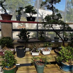 Plant City Bonsai