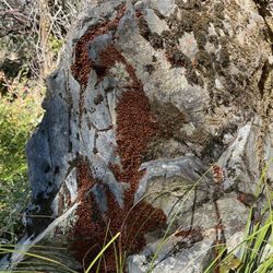 Henry W Coe State Park - Tons of ladybugs by creek before The Shortcut 10/29/23