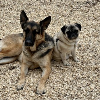 No Bad Dogs Training - Pet Training Near Me - Tuxedo Park, New York No Bad Dogs Training - Pet Training Near Me - Tuxedo Park, New York