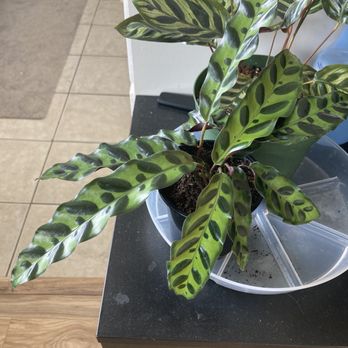 Houseplants and Plant Essentials. - Rattlesnake Calathea - Nurseries & Gardening Near Me - San Francisco, California Houseplants and Plant Essentials. - Rattlesnake Calathea - Nurseries & Gardening Near Me - San Francisco, California