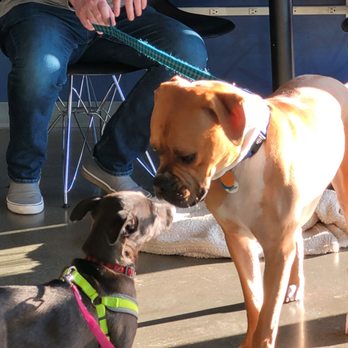 Cosmic Bottles - Puppies making friends while mom and dad enjoy a beer - Beer Bar Near Me - Covington, Washington