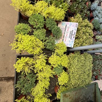 Green Thumb Nursery - succulents - Nurseries & Gardening Near Me - Ventura, California