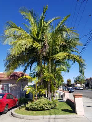 Cottage At Artesia Gardens by null