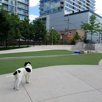 Fred Anderson Park - Polly is considering her options - Dog Parks Near Me - Chicago, Illinois