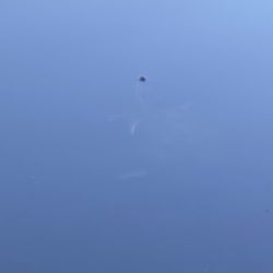 Shelton Lakes Recreation Path - Snapping Turtle