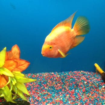 America Aquaria - Aquarium Services Near Me - Brookfield, Wisconsin America Aquaria - Aquarium Services Near Me - Brookfield, Wisconsin