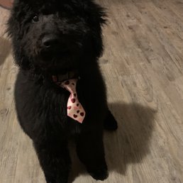 Puppy doodle Puppy doodle