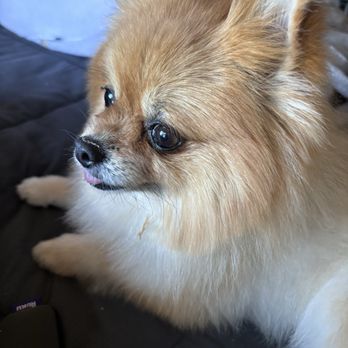 You Dirty Dog - Baby groomed from Your Dirty Dog - Pet Groomers Near Me - Long Beach, California You Dirty Dog - Baby groomed from Your Dirty Dog - Pet Groomers Near Me - Long Beach, California