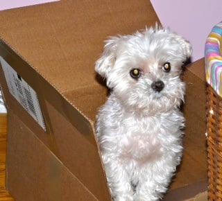 Carol's Pet Center by null