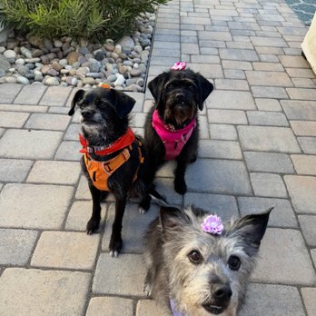 Dawna's Pet Parlor - June, Loretta & Patsy.... Newest customers as of 10/31/24 - Pet Groomers Near Me - Grover Beach, California Dawna's Pet Parlor - June, Loretta & Patsy.... Newest customers as of 10/31/24 - Pet Groomers Near Me - Grover Beach, California