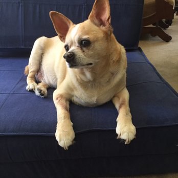 Montgomery Village Veterinary - Our little Kodo- - Veterinarians Near Me - Santa Rosa, California Montgomery Village Veterinary - Our little Kodo- - Veterinarians Near Me - Santa Rosa, California