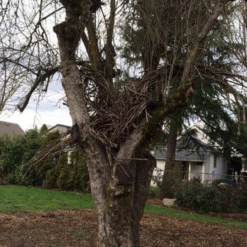Pittman Addition HydroPark - Person in a tree. - Parks Near Me - Portland, Oregon Pittman Addition HydroPark - Person in a tree. - Parks Near Me - Portland, Oregon