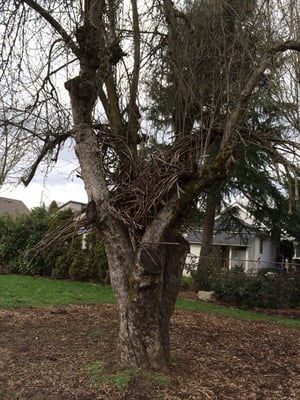 Pittman Addition HydroPark