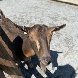 Petting area Petting area