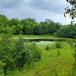 Wetlands Park - Wetland