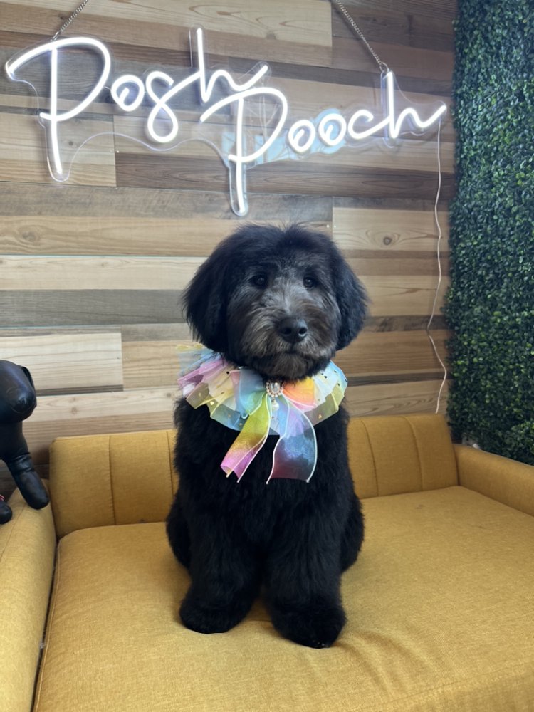 POSH POOCH 112 Photos & 155 Reviews 350 Main St, Seal Beach