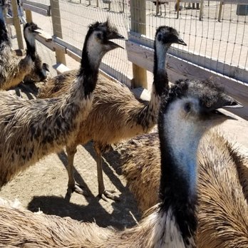 Ostrichland USA - Attraction Farms Near Me - Solvang, California Ostrichland USA - Attraction Farms Near Me - Solvang, California
