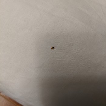 GuestHouse Bellingham - A bug. In the bed. Need I go on? - Hotels Near Me - Bellingham, Washington