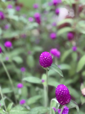 Lewis Ginter Botanical Garden by null