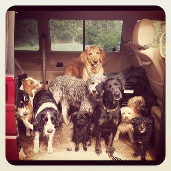 Romp 'N' Roll - They love to hike in the rain! - Dog Walkers Near Me Romp 'N' Roll - They love to hike in the rain! - Dog Walkers Near Me