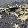Heart Wildlife Removal