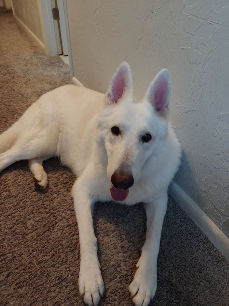 WIZKERS OF OZ PET GROOMING Updated August 2024 4908 NW 34th Blvd