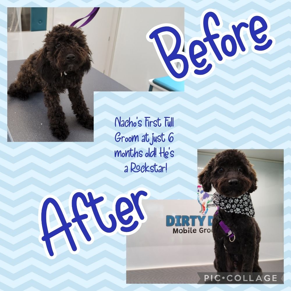 DIRTY DOGS MOBILE GROOMING Updated October 2024 40 Photos Dale