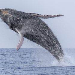 Hawaiian Adventures Kona - Humpback whale breach