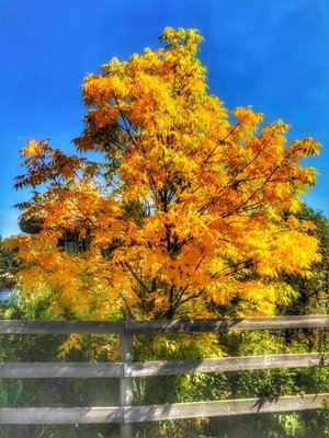 Calaway Park by null