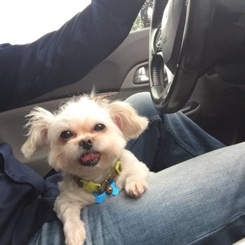 Bravado Dog Grooming - Pet Groomers Near Me - Austin, Texas Bravado Dog Grooming - Pet Groomers Near Me - Austin, Texas